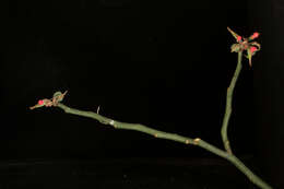 Image of Euphorbia cymbifera (Schltdl.) V. W. Steinm.