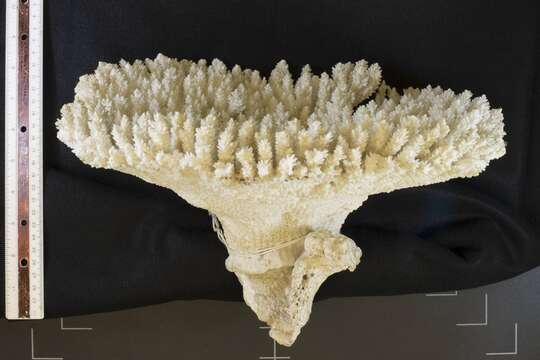 Image of Staghorn coral