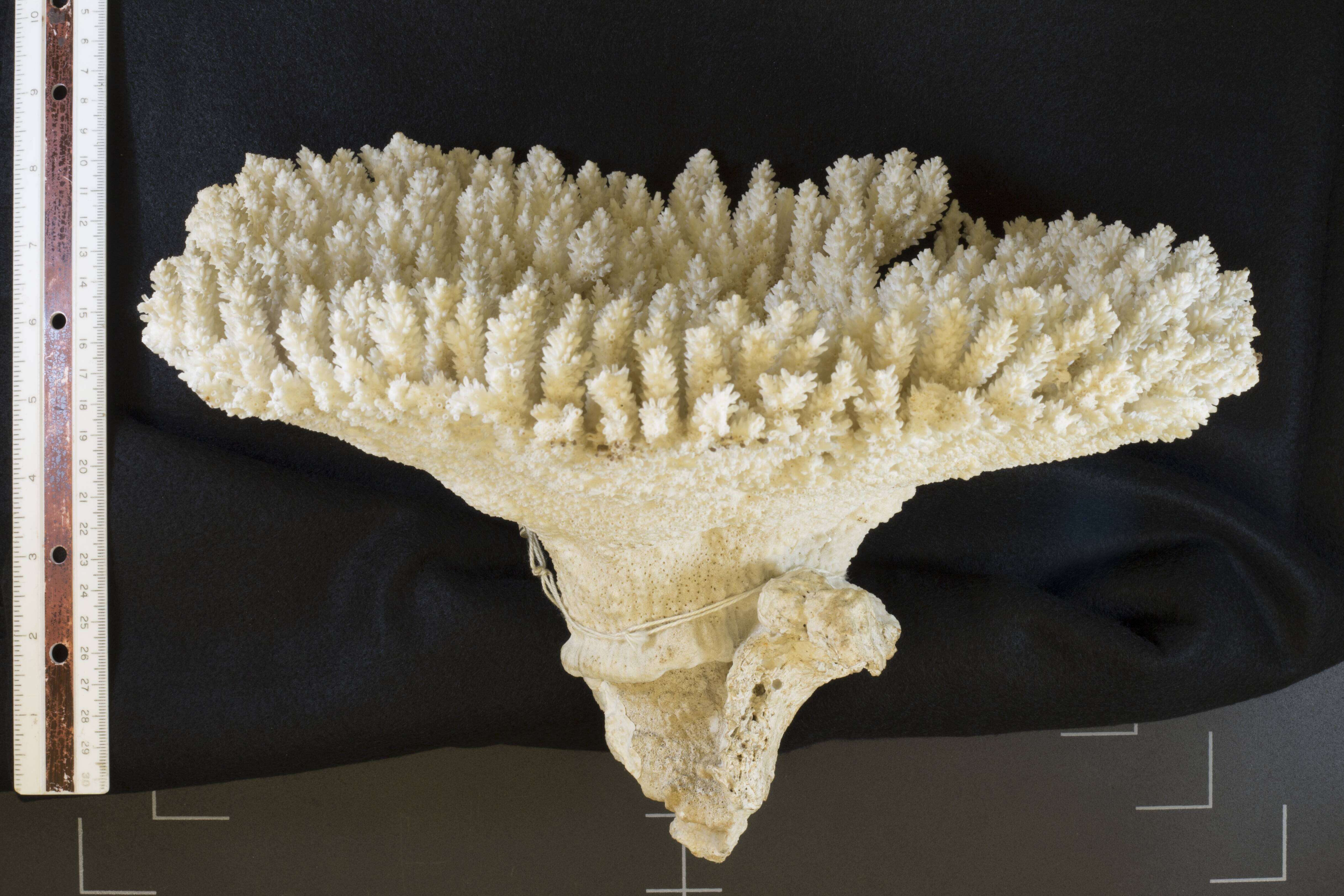 Staghorn coral - Encyclopedia of Life