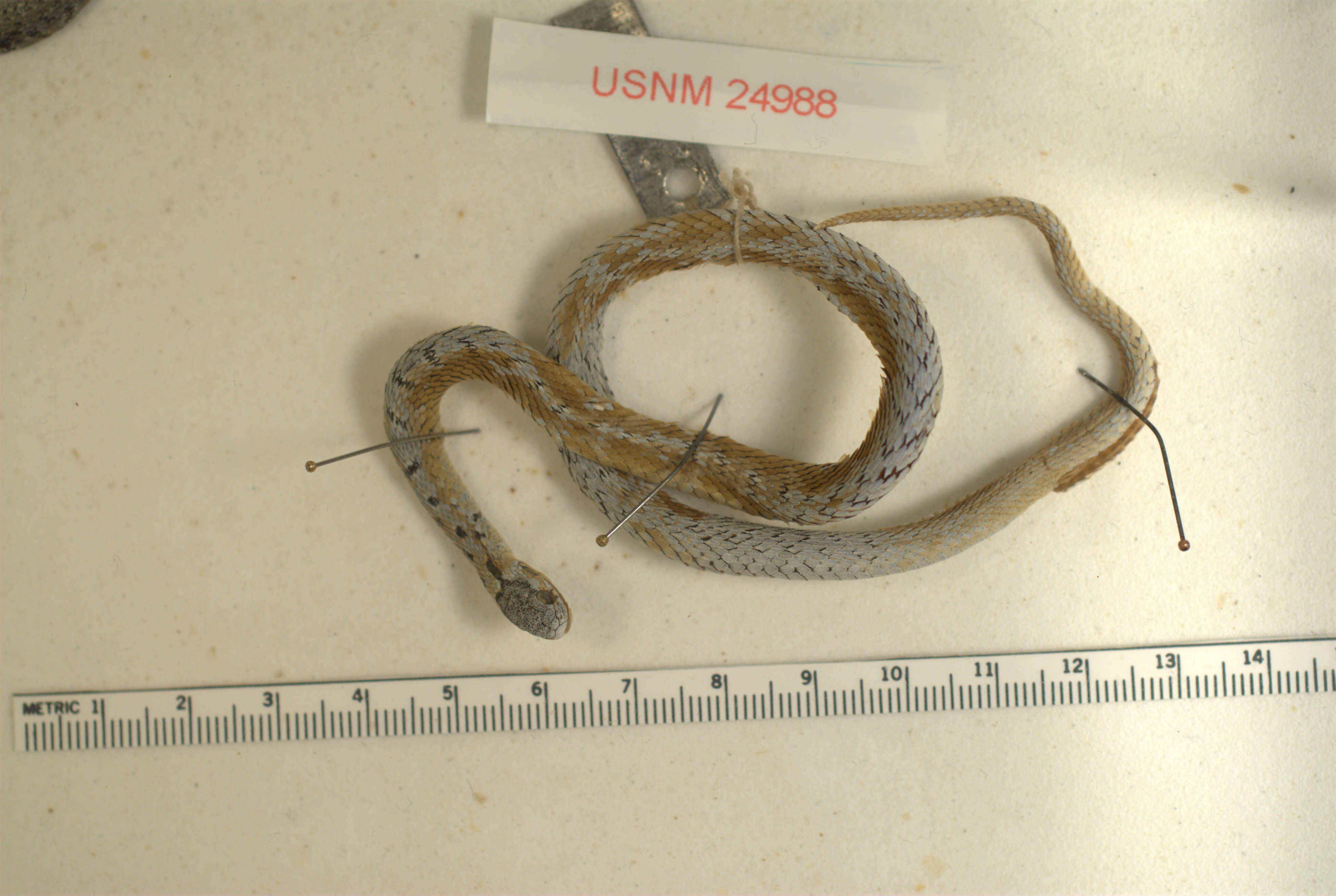 Image of Mexican Brown Snake