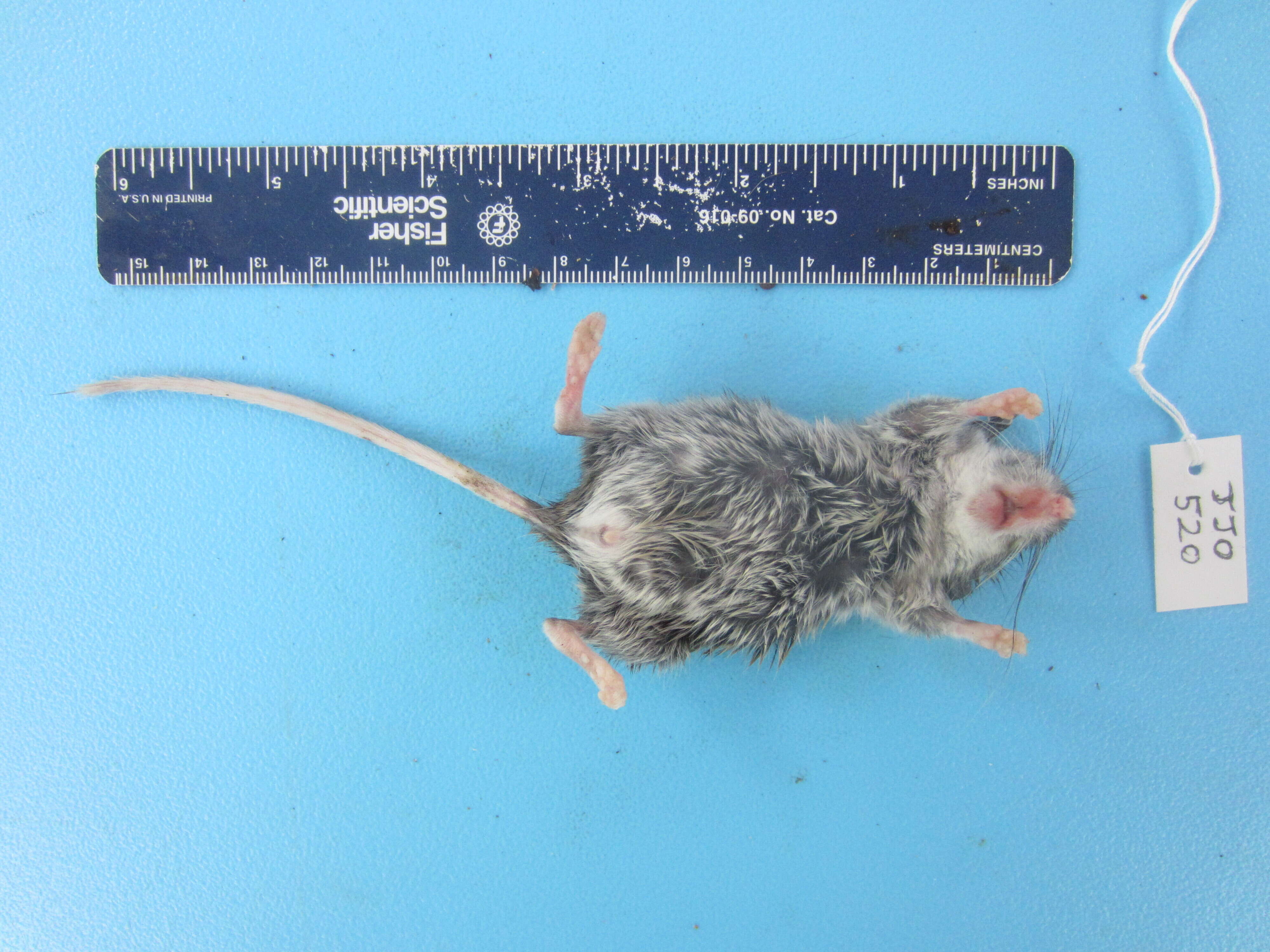 Image de Peromyscus maniculatus (Wagner 1845)