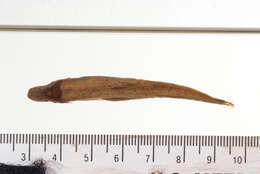 Image of Squalidus