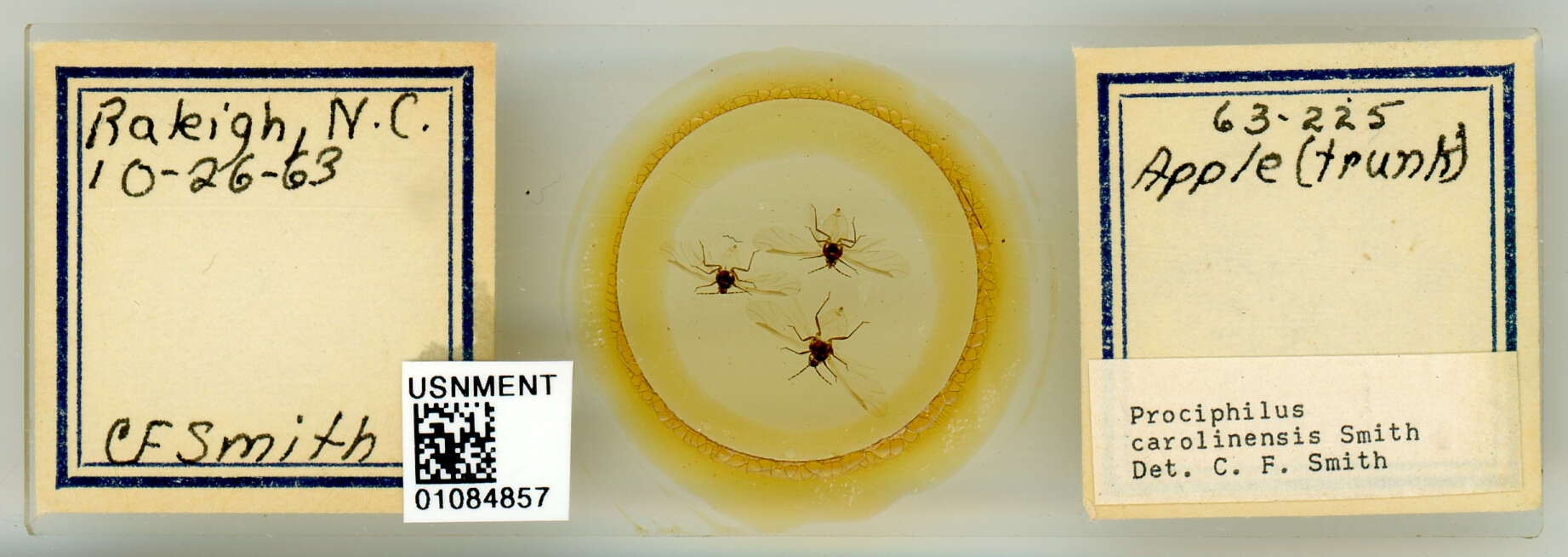 Image of Prociphilus (Prociphilus) carolinensis Smith & C. F. 1969