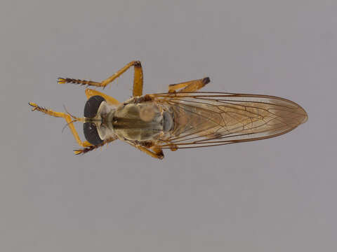 Image of Orophotus