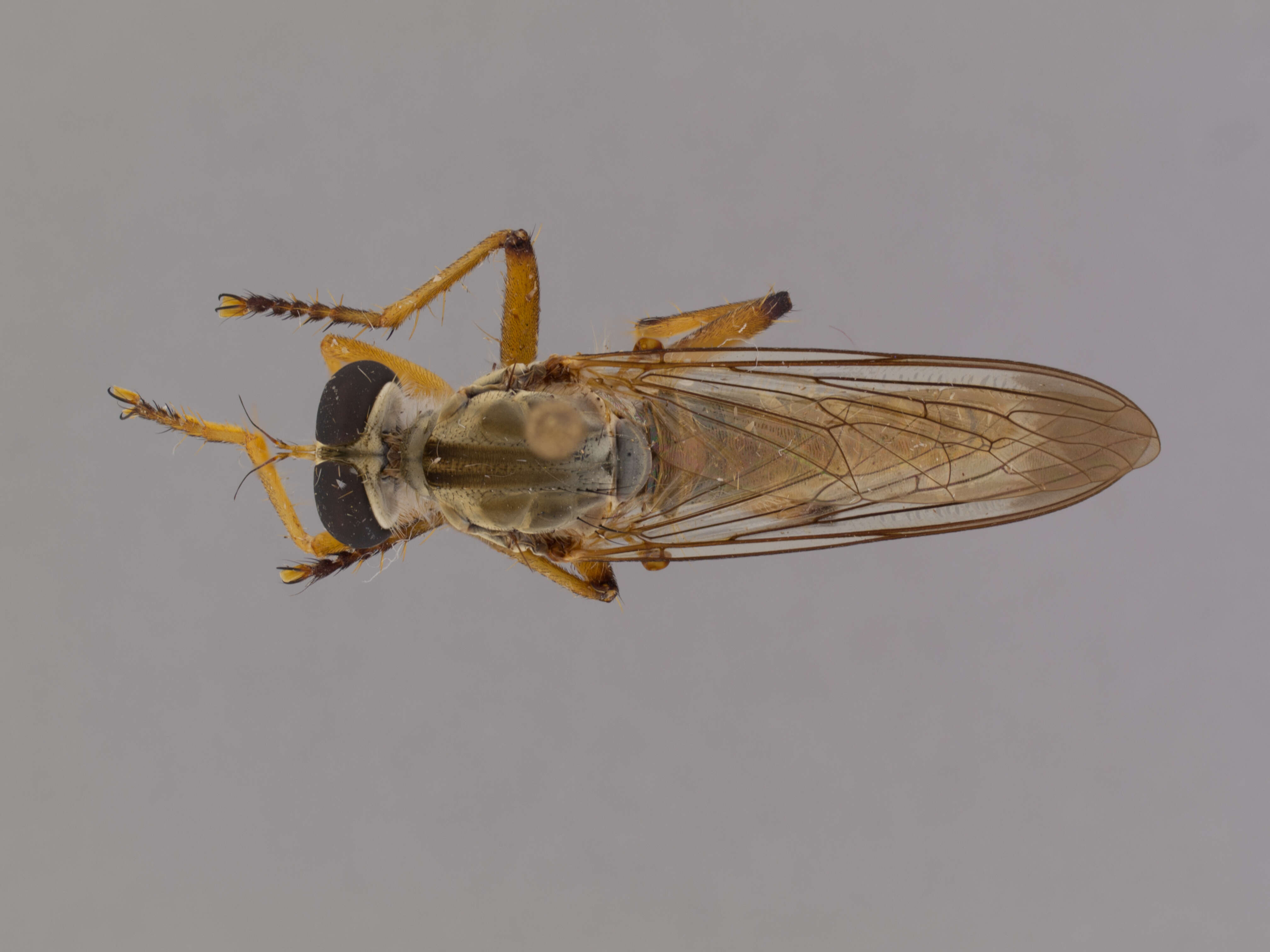 Image of Orophotus pilosus Scarbrough 2004