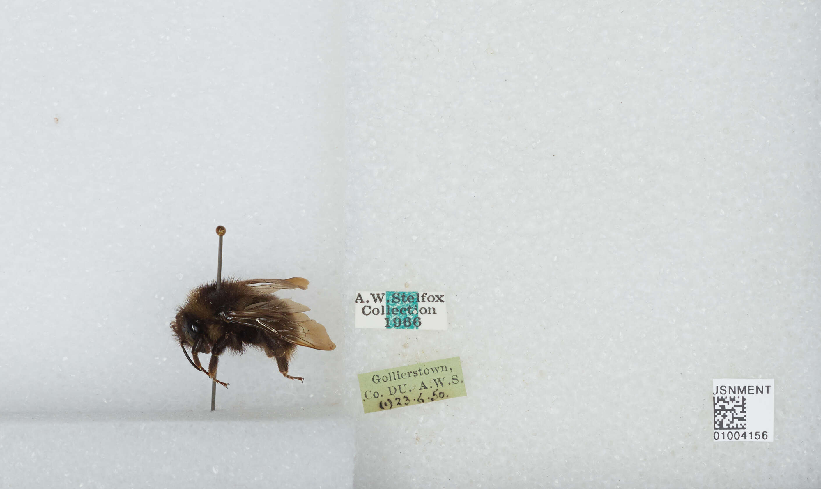 Image of Bombus campestris (Panzer 1801)