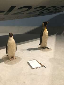 Image of King Penguin