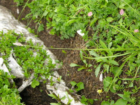 Image of blue moor-grass