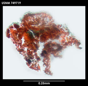 Image of Pararrhopalia fasciata Salvini-Plawen 1978