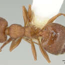 Image of Crematogaster patei Buren 1968