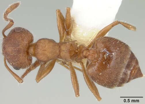 Image of Crematogaster patei Buren 1968