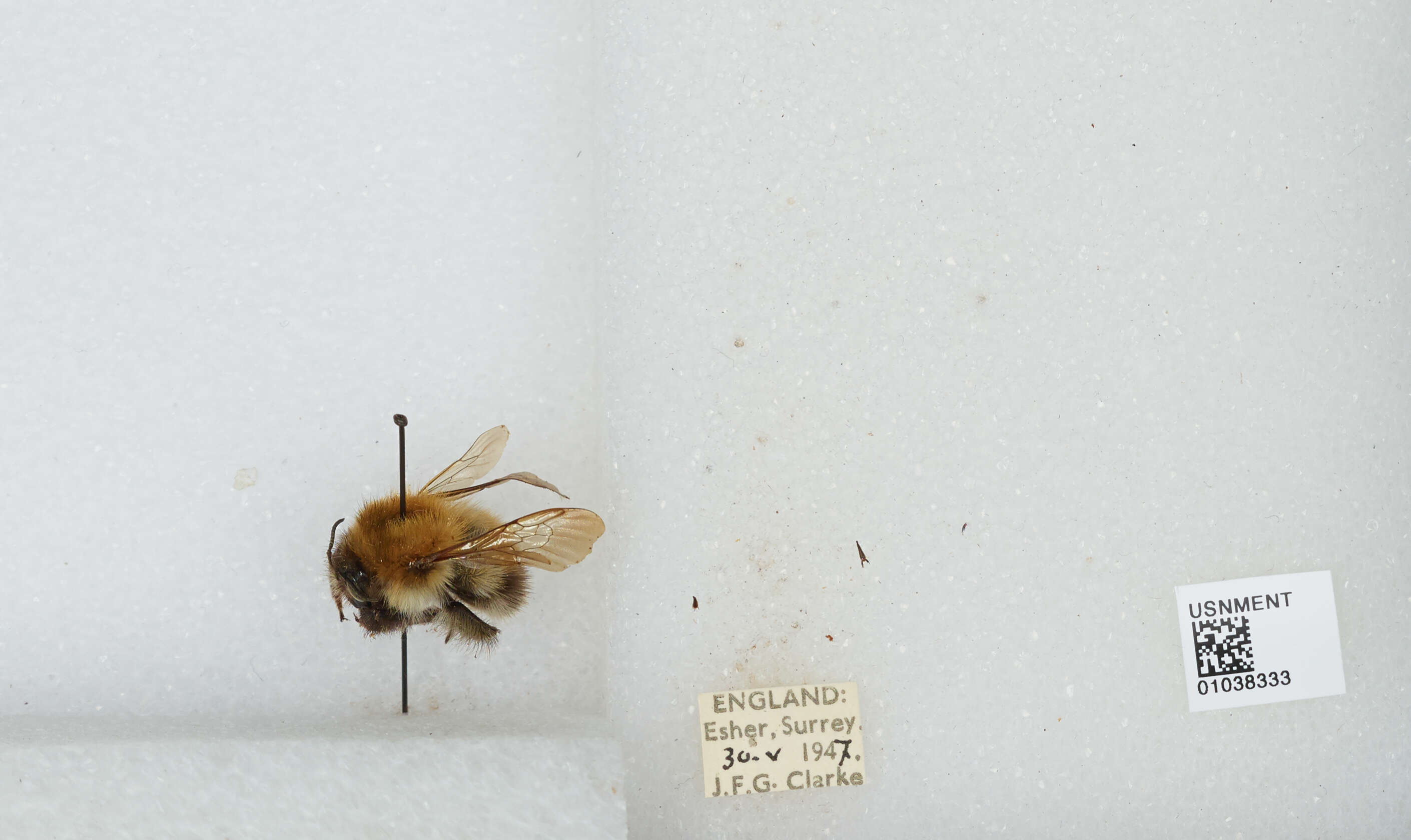 Image of Common carder bumblebee