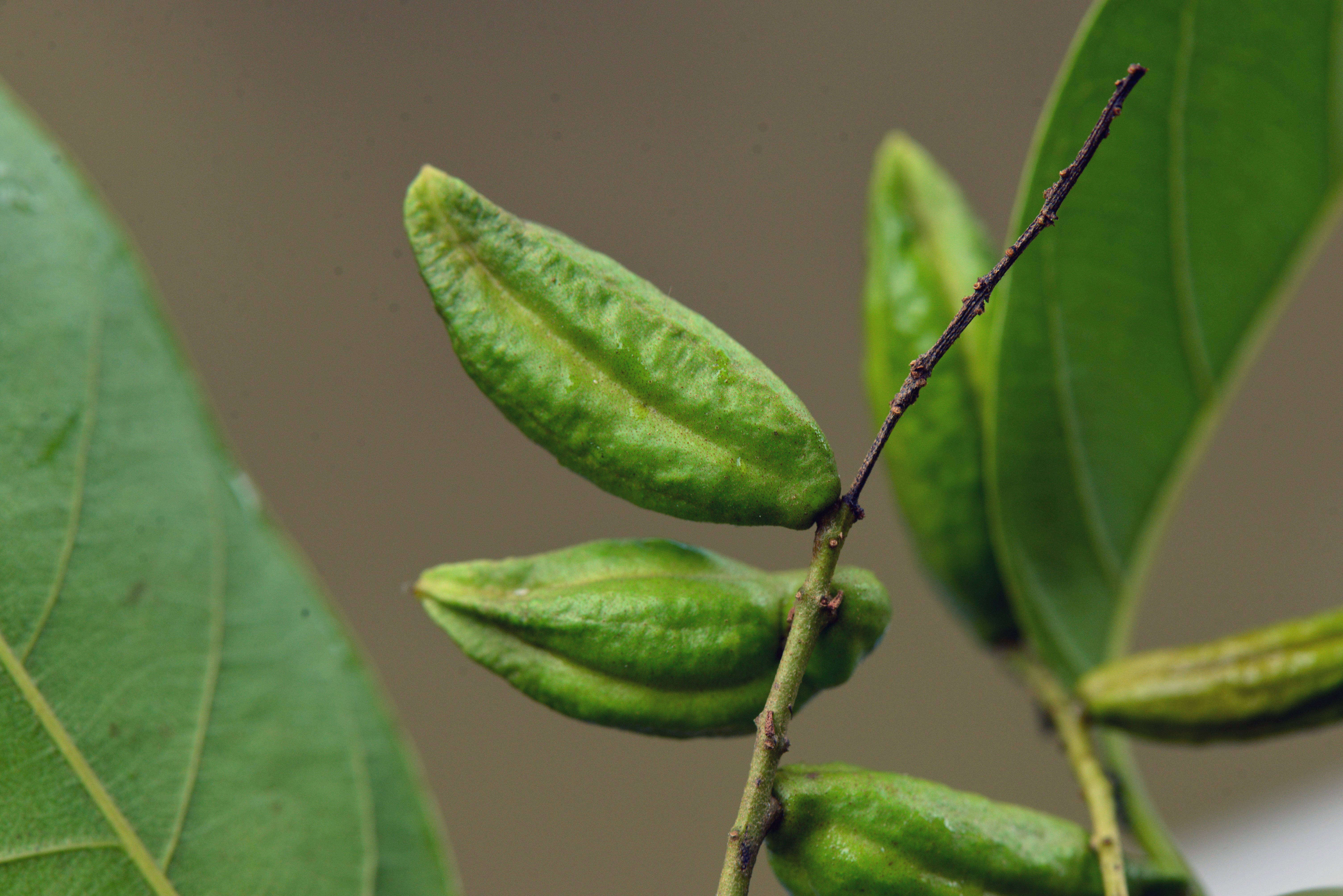 Image of Combretum Loefl.