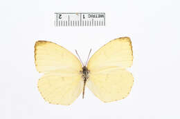 Слика од Eurema hecabe (Linnaeus 1758)