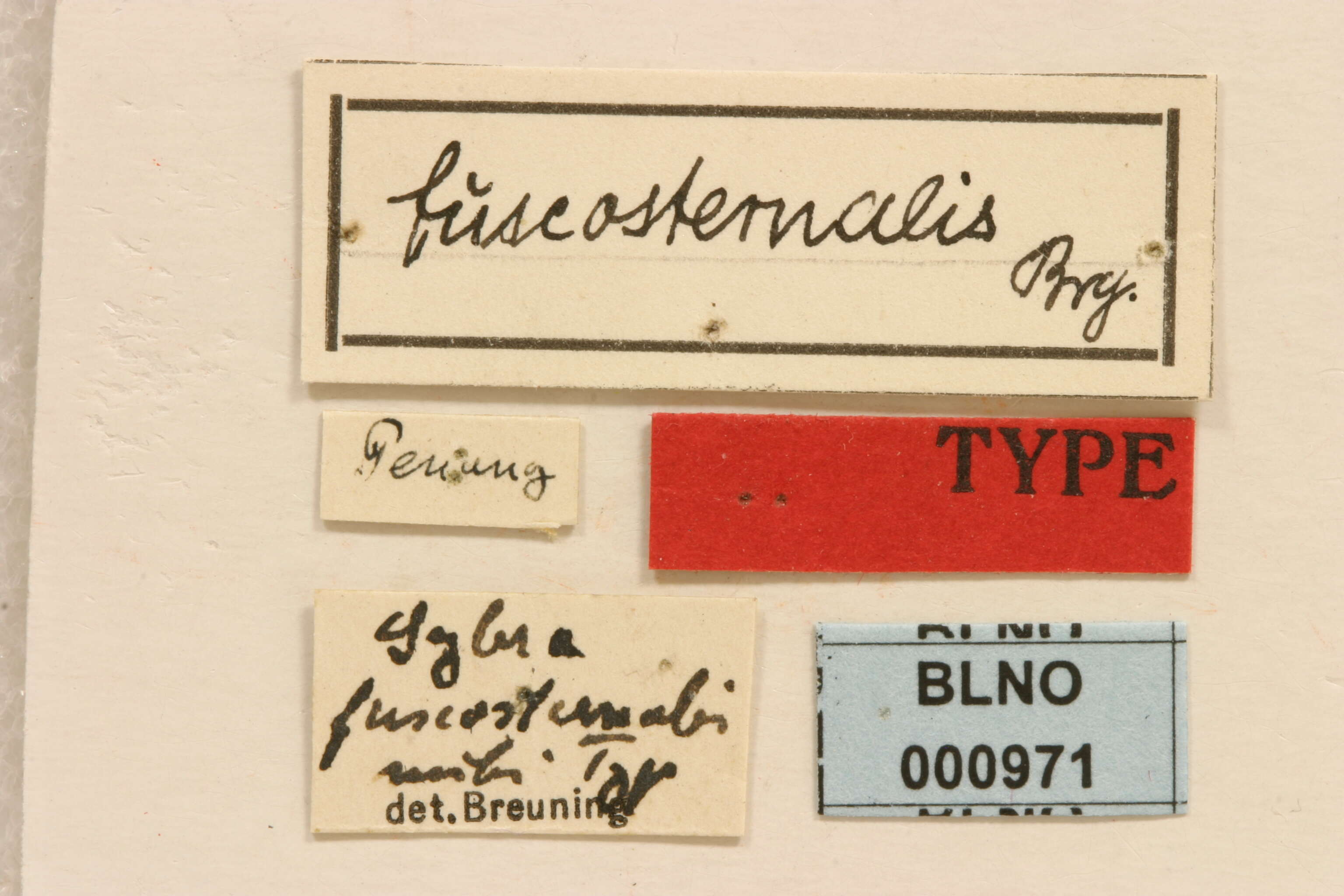 Mycerinopsis fuscosternalis (Breuning 1942) resmi