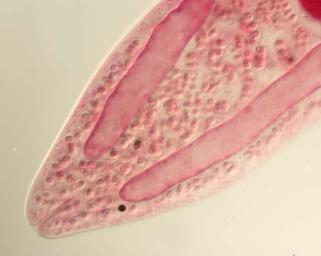 Image of Gorgoderina multilobata Ingles & Langston