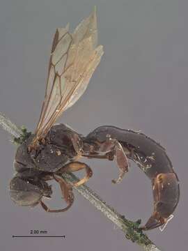 Image of Crossocerus barbipes (Dahlbom 1845)