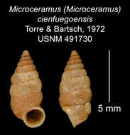 Imagem de Microceramus cienfuegoensis C. Torre & Bartsch 2008