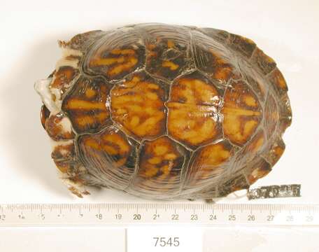 Image of Three-toed box turtle