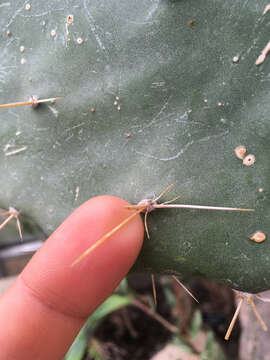 Image of Texas pricklypear