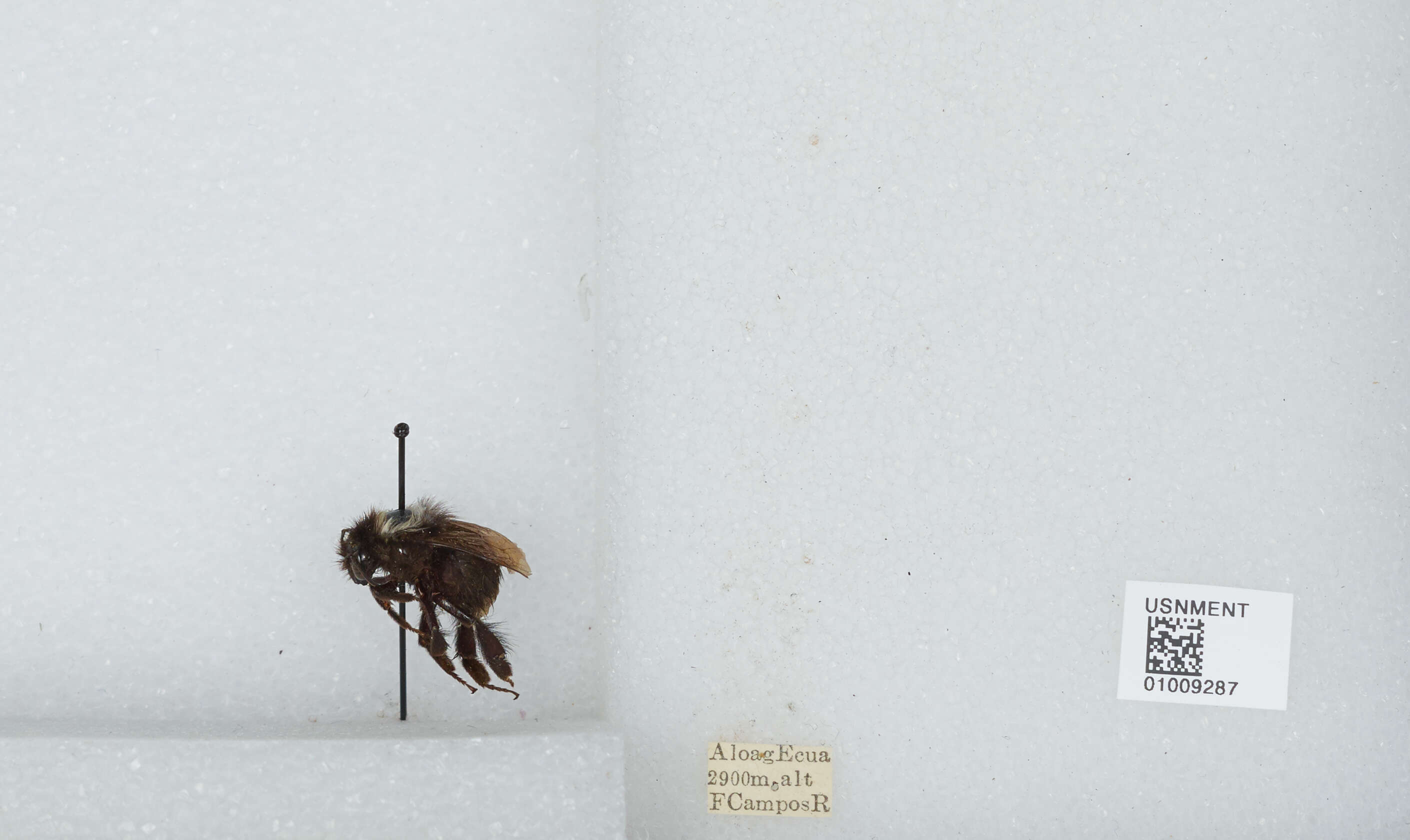 Image of Bombus funebris Smith 1854