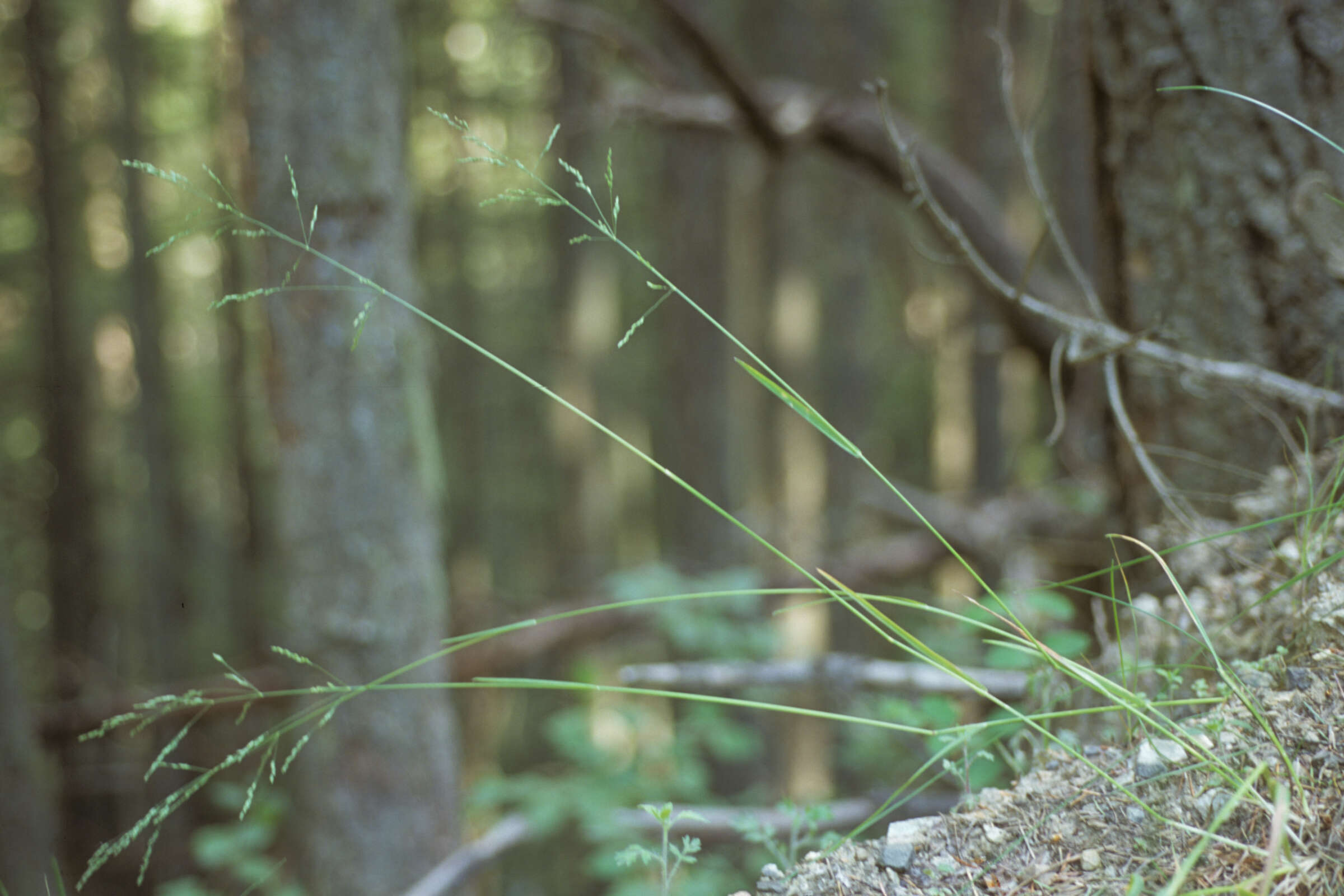 Image de Poa secunda subsp. secunda