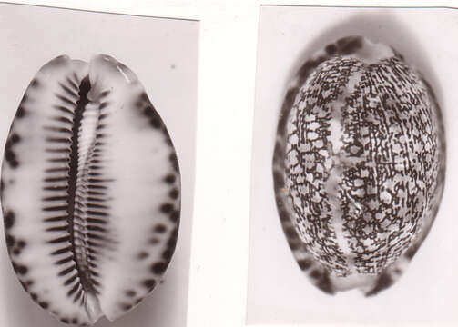 Image of Arabic cowry