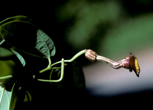 Plancia ëd Aristolochia bilabiata L.