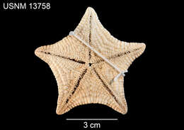 Image of Poraniomorpha (Poraniomorpha) hispida (M. Sars 1872)