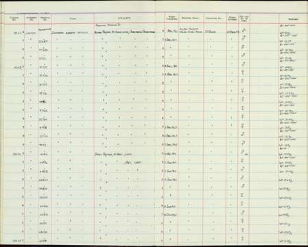 Zosterops everetti basilanicus Steere 1890的圖片