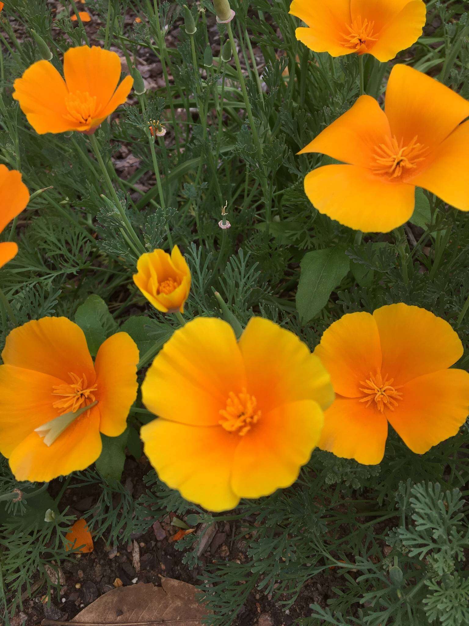 Image of California poppy