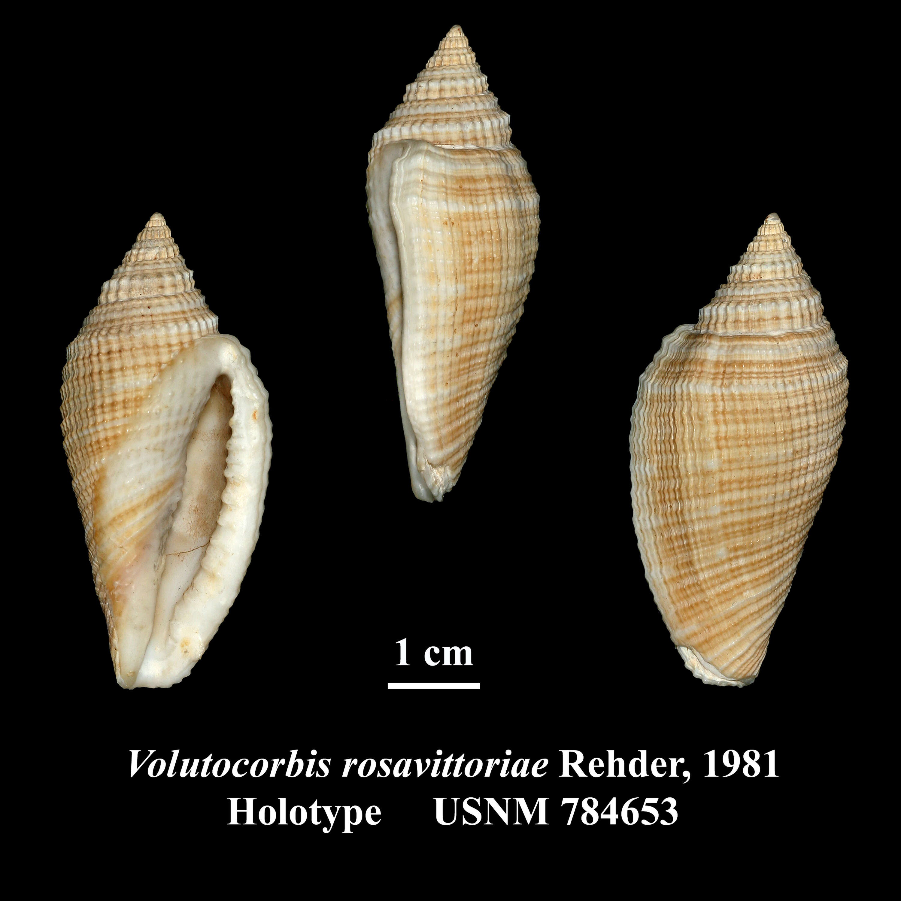 Image of Athleta rosavittoriae (Rehder 1981)