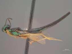 Image of Tanythorax