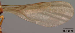 Sivun Strumigenys nidifex Mann 1921 kuva