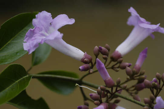 Image of Tanaecium pyramidatum (Rich.) L. G. Lohmann