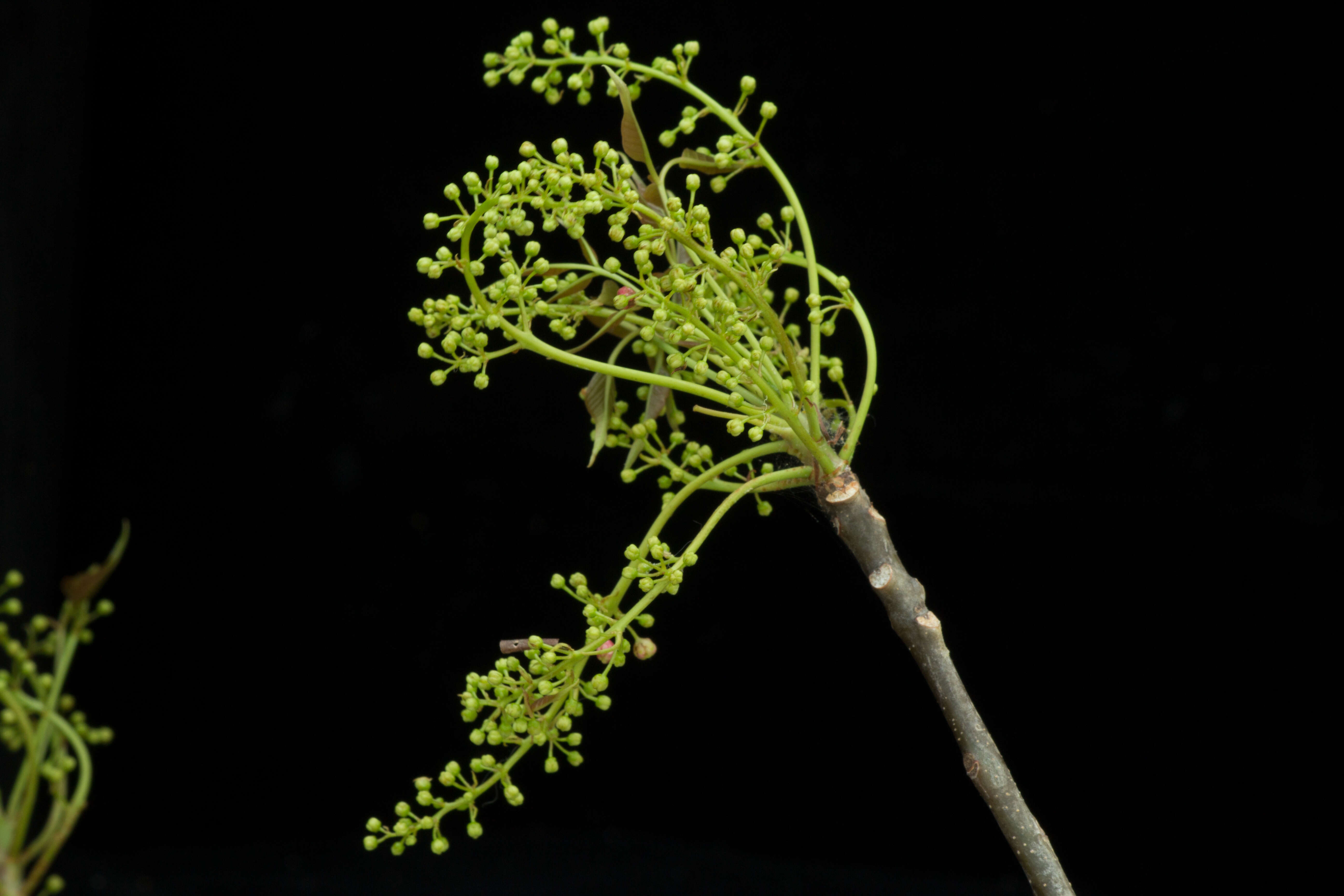 Image of Bursera ovalifolia (Schltdl.) Engl.