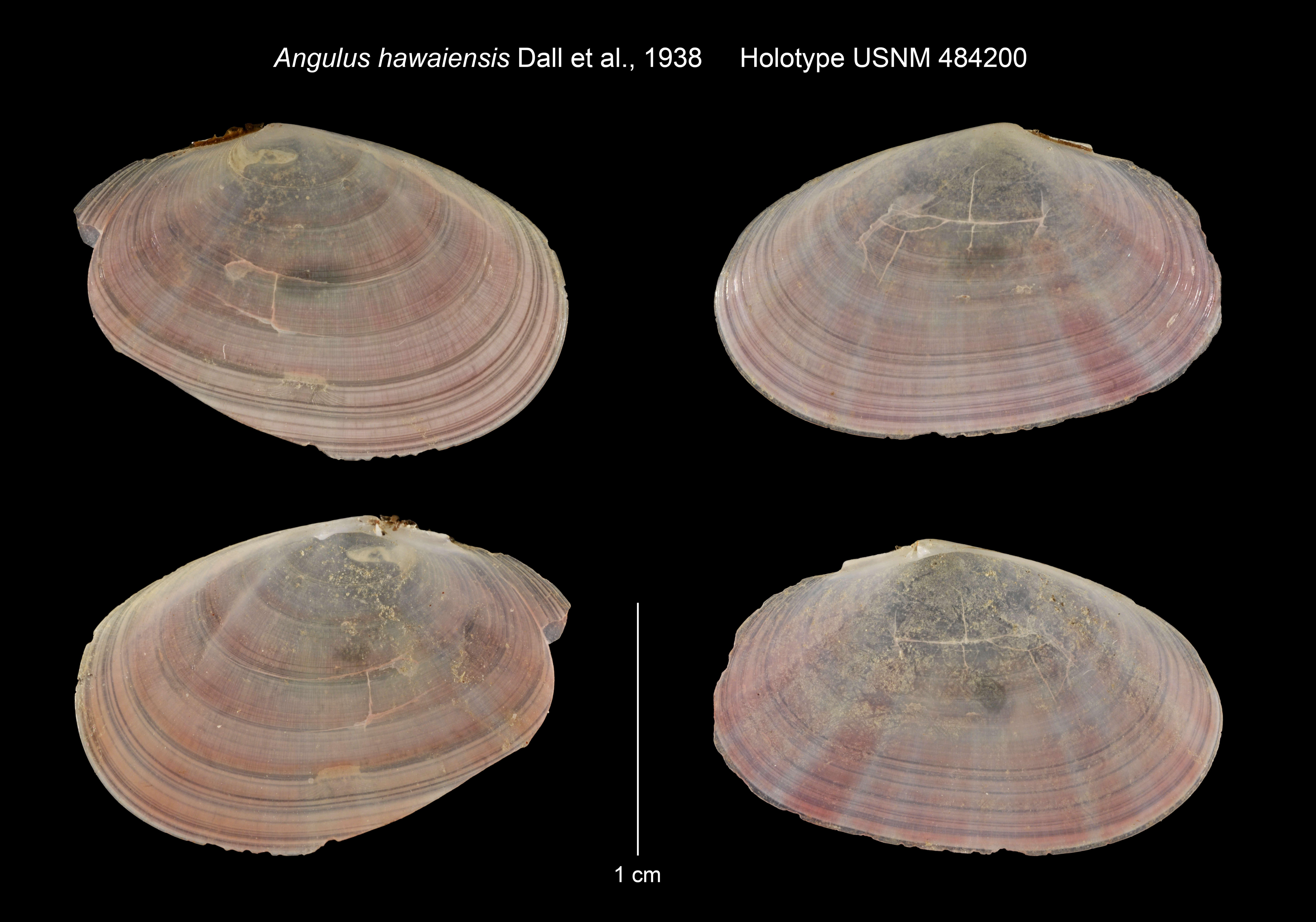 Image de Tellinides striatus (Gmelin 1791)