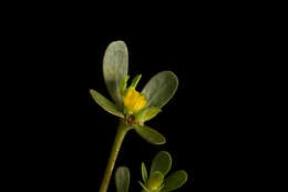 Image of common purslane