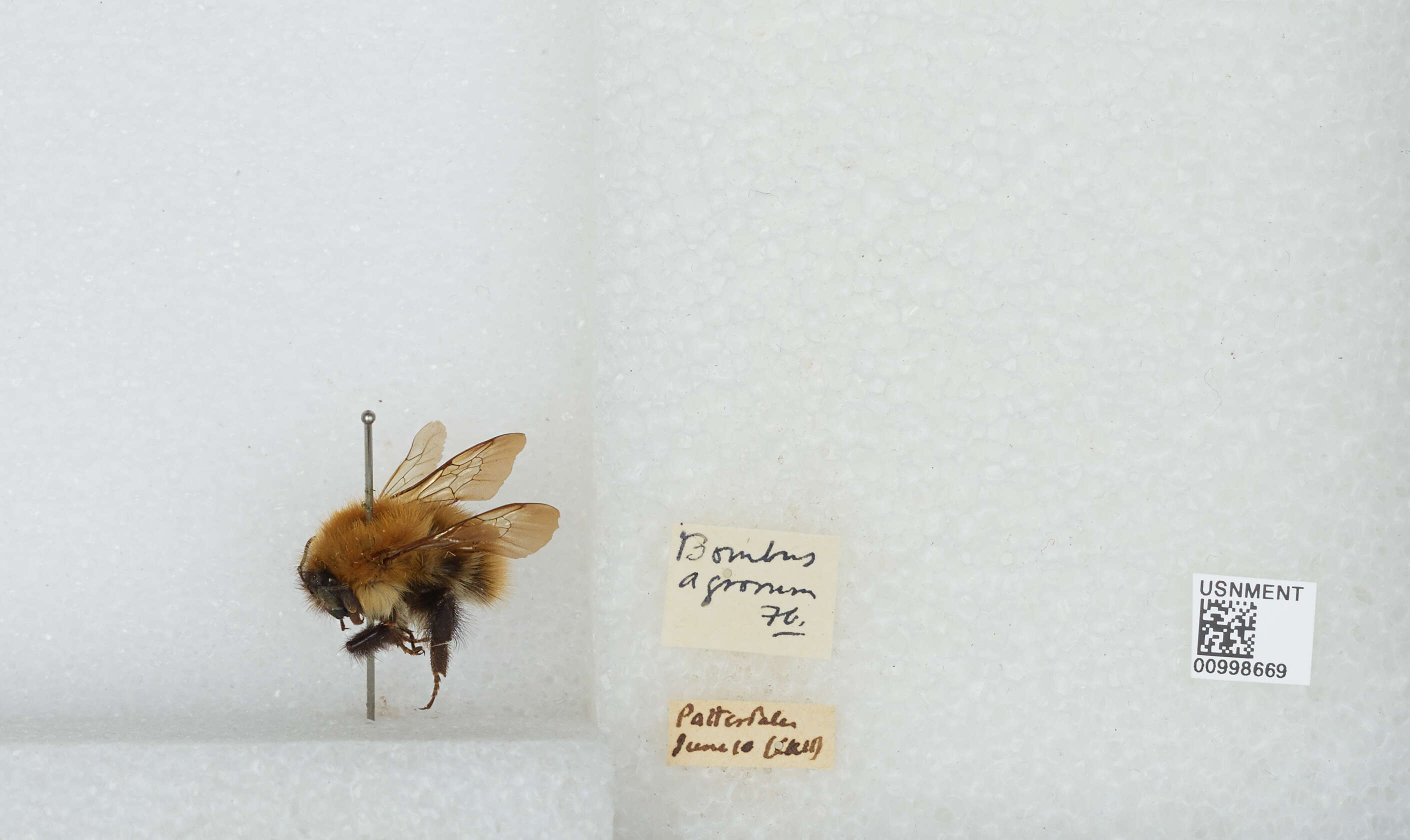 Image of Common carder bumblebee