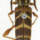 Image of Neoclytus zonatus Martins & Galileo 2008