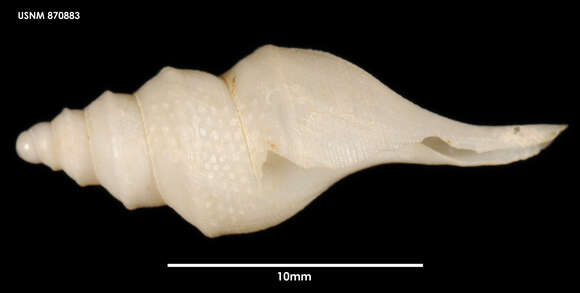 Image of Leucosyrinx pikei (Dell 1963)