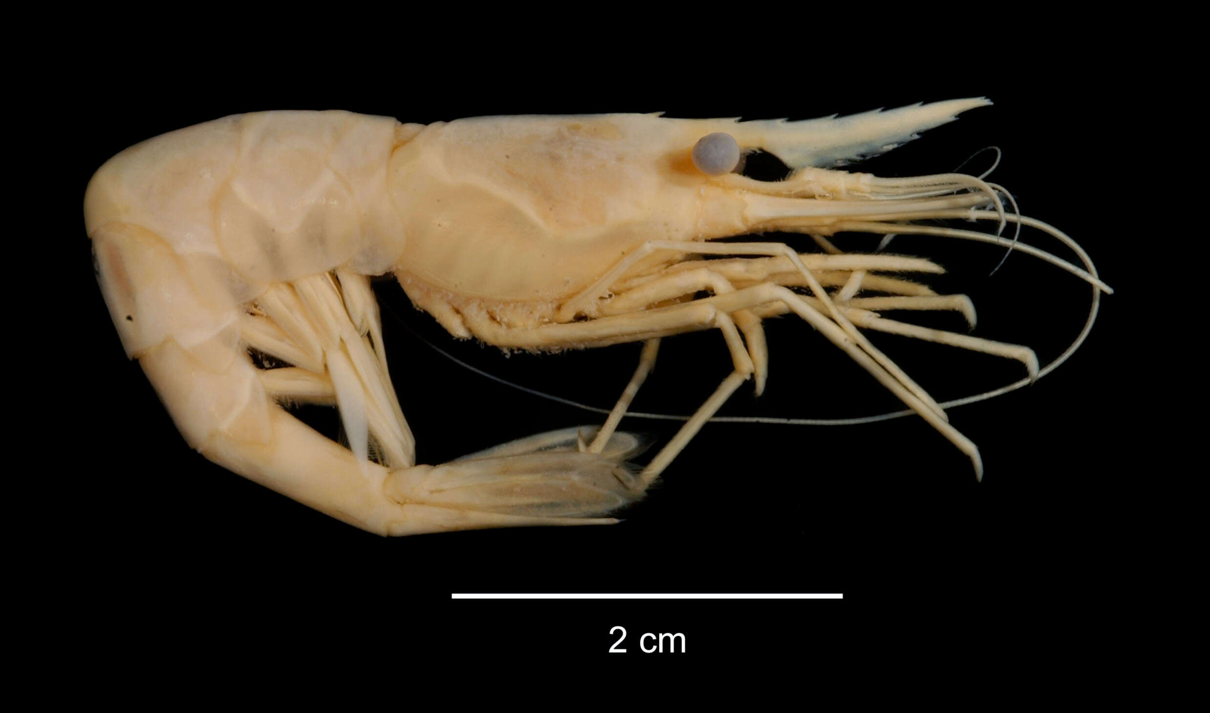 Image de Chorismus antarcticus (Pfeffer 1887)