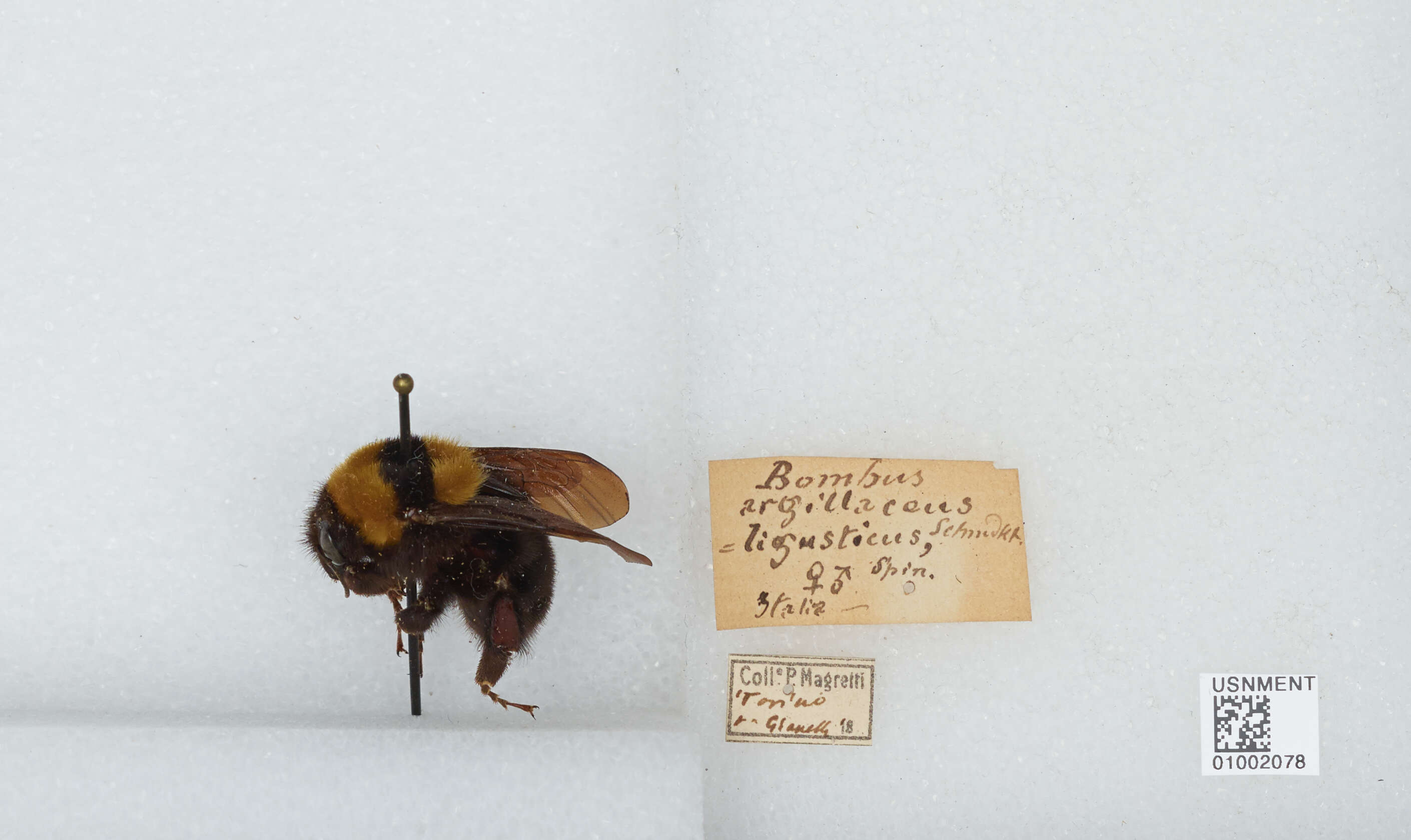 Слика од Bombus argillaceus (Scopoli 1763)