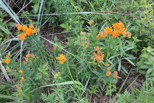 Image of butterfly milkweed