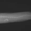 Image of Narrow barbel goby