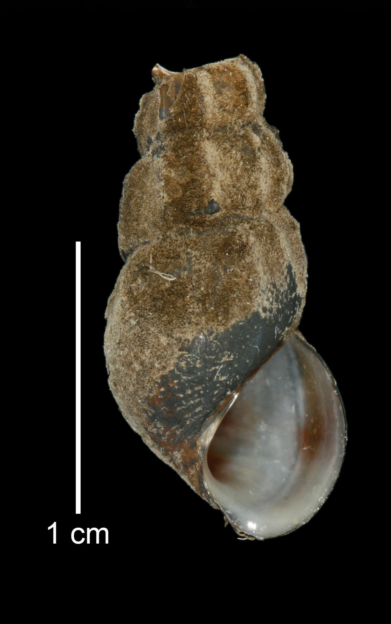 Image of Juga plicifera (I. Lea 1838)