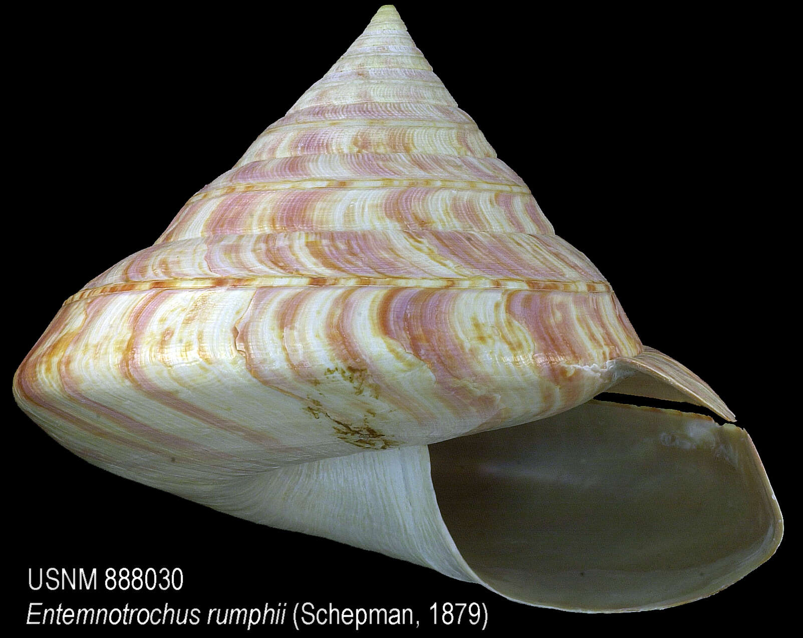 Image de Entemnotrochus rumphii (Schepman 1879)