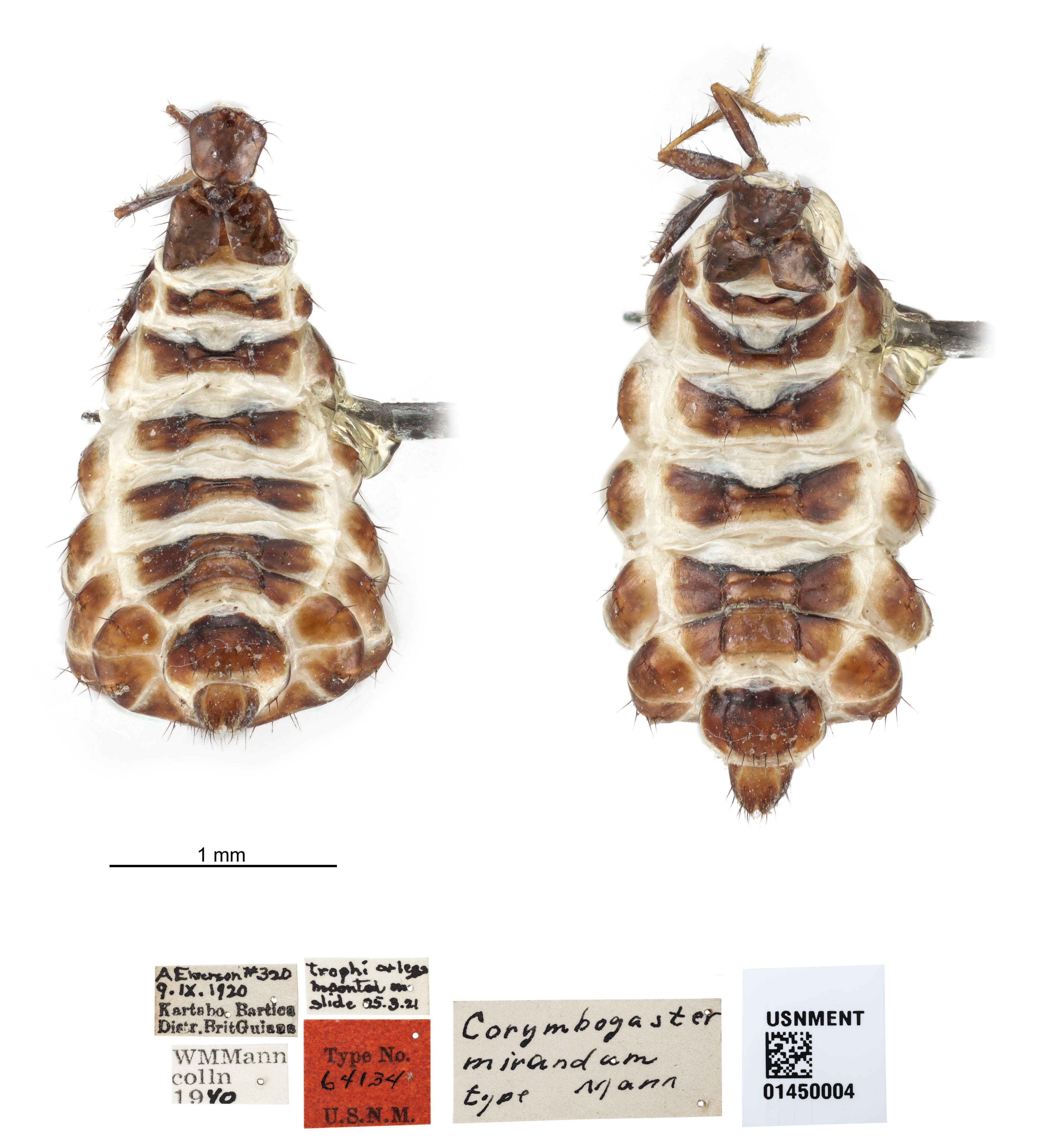 Termitozophilus mirandus (Mann 1923) resmi