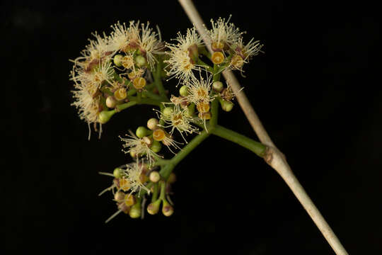 Image of Java plum