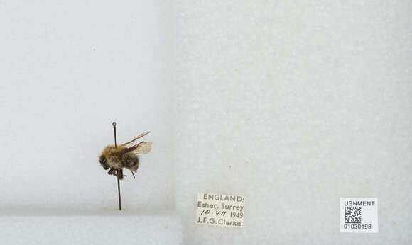 Image of Common carder bumblebee